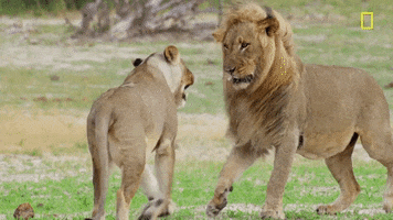 nat geo lions GIF by National Geographic Channel