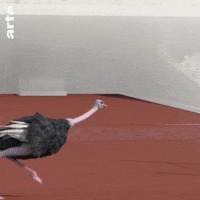 ostrich athleticus GIF by ARTE