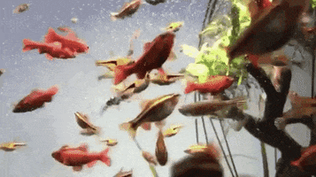 Hungry Feed Me GIF by California Academy of Sciences
