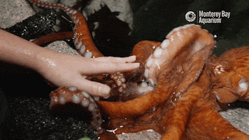 giant pacific octopus GIF by Monterey Bay Aquarium