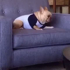 Dog Reaction GIF by moodman