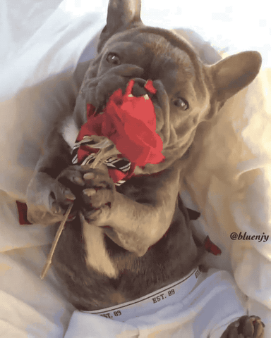 Video gif. Little puppy wearing a bowtie and boxer briefs is holding a rose and is biting into the rose cutely as the petals fall on its face.