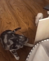 chased cat GIF