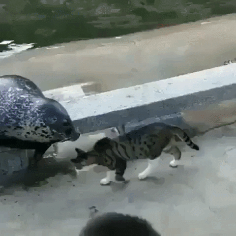 sea lion cat GIF