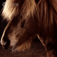 Pbs Nature Hair Flip GIF by Nature on PBS