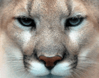 Sasha Cougar GIF by University of Houston Sasha Cougar GIF by University of Houston