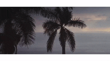 palm trees lyrics GIF by Half The Animal