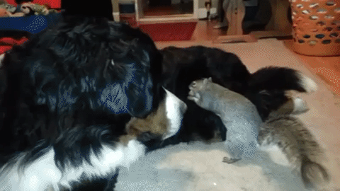 cute animals GIF