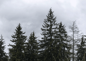 Wind Moving GIF