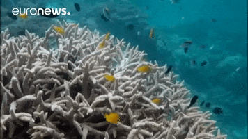 fish corals GIF by euronews