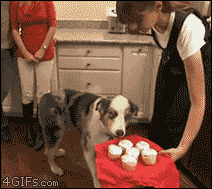 Dog Food GIF - Find & Share on GIPHY