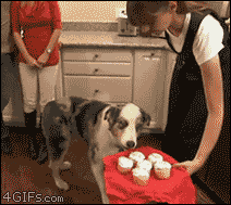 Giphy - cupcake GIF