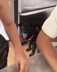 Shock-funny GIFs - Get the best GIF on GIPHY