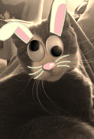 crazy bunny GIF by Romy