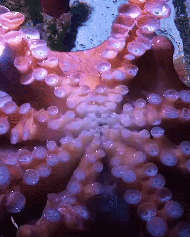 Giant Pacific Octopus Cephalopod GIF by OctoNation® The Largest Octopus Fan Club!