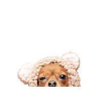 ninasaksmanphotography  Sticker