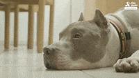 dog GIF by The Dodo