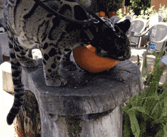 Cat Eating GIF by San Diego Zoo