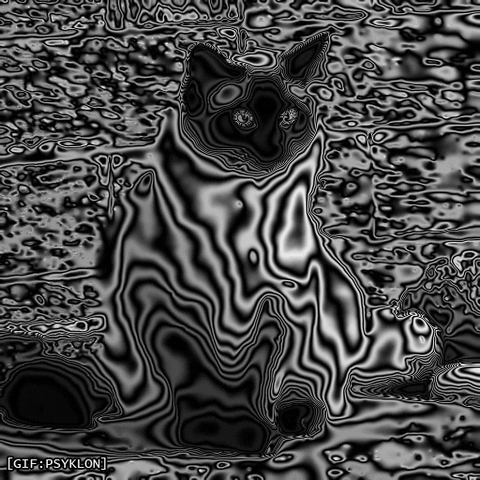 cat distort GIF by Psyklon