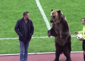 russian bear GIF