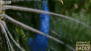 wildlife peacock GIF by BBC Earth