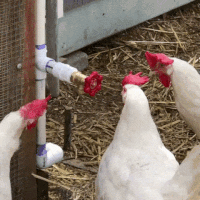 One Of Us Chickens GIF