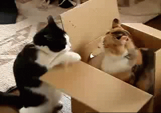 giphy.gif?cid=ecf05e47bf9e5a7153a0e66743