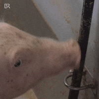 Pig Country GIF by Bayerischer Rundfunk