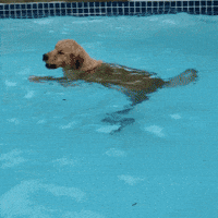 picture Funny Dog In Pool Gif cat lol gif by outside tv find