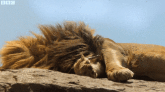 bbc lion GIF