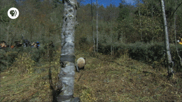 Pbs Adventure GIF by EARTH A New Wild