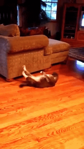 linksys  GIF