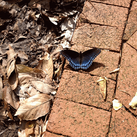 hoosierslim butterfly GIF