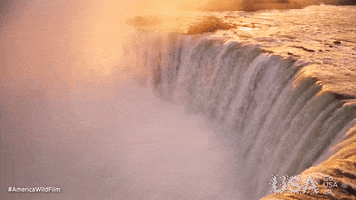 America Wild GIF by Go USA Jp