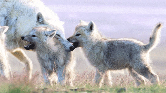 ThirteenWNET animals nature cute animals spy in the wild GIF