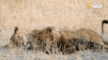 soul of the cat GIF by Nat Geo Wild 