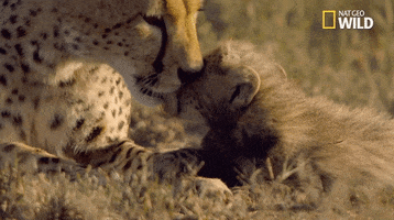 Licking African Cats GIF by Nat Geo Wild