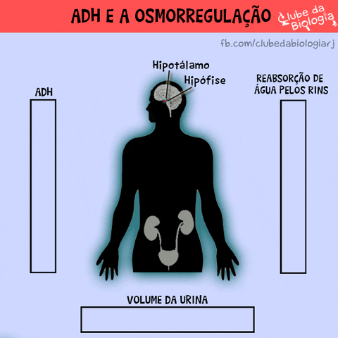 isabeldiazevedo biology biologia adh GIF