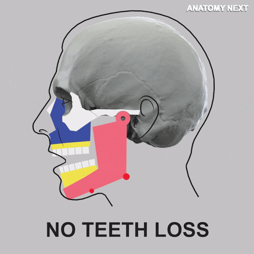 anatomynext human anatomy teeth gonial angle GIF