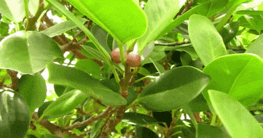 indian laurel fig la trees GIF by alixmcalpine