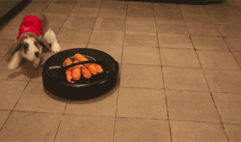 dengrora  GIF