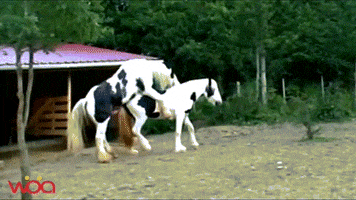 davidjackson0102 gypsy vanner horses GIF