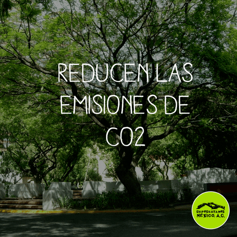 rubenhrodriguez  GIF