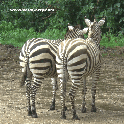 olekondra love rain nl zoo GIF