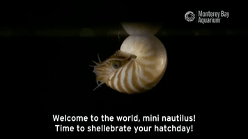 Monterey Bay Aquarium Baby GIF