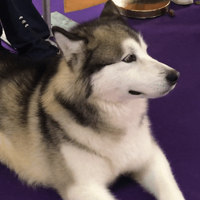 dog show dogs GIF by Westminster Kennel Club