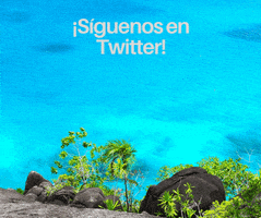 twitter cancun GIF by Dolphin Discovery