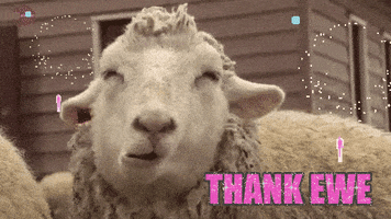 Video gif. Big sheep munches on food with its eyes closed. There are fireworks going off next to its head. Text, “Thank ewe.”