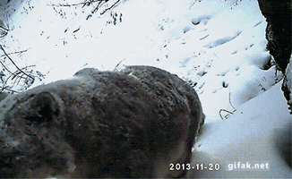 trolldongvat  GIF