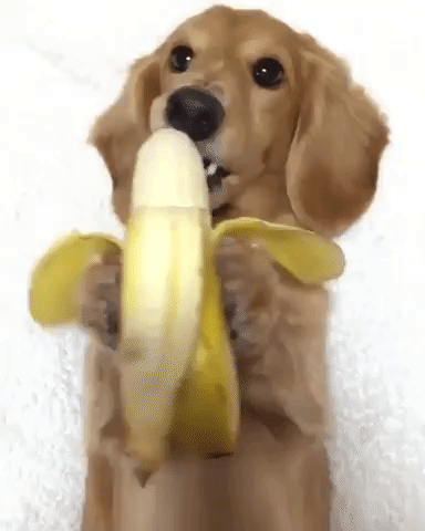 robgrams dog eating banana GIF